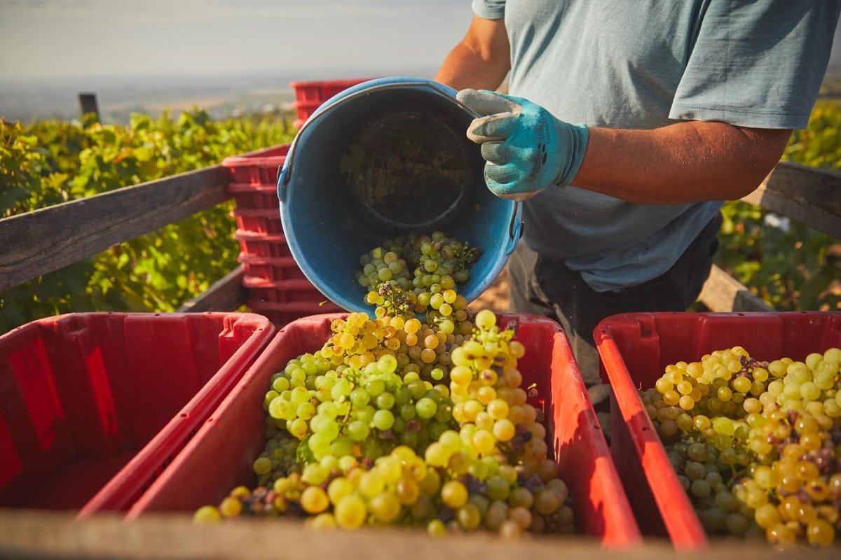 Szepsy, 18 generaciones buscando la excelencia. 
🍇 Descubre más wine-merchant.com/Szepsy
#tokaj #tokaji #hungria #vinosdehungria #aszú #aszu #vinoshungaros #hungarianwine #szepsy #vino #winelover #wine #furmint