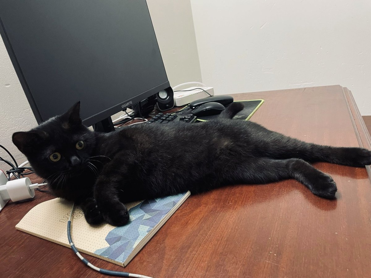 Look at his face, so hilarious :))
#BlackCatsAreGoodLuck #BLACKCAT #CatsOnX