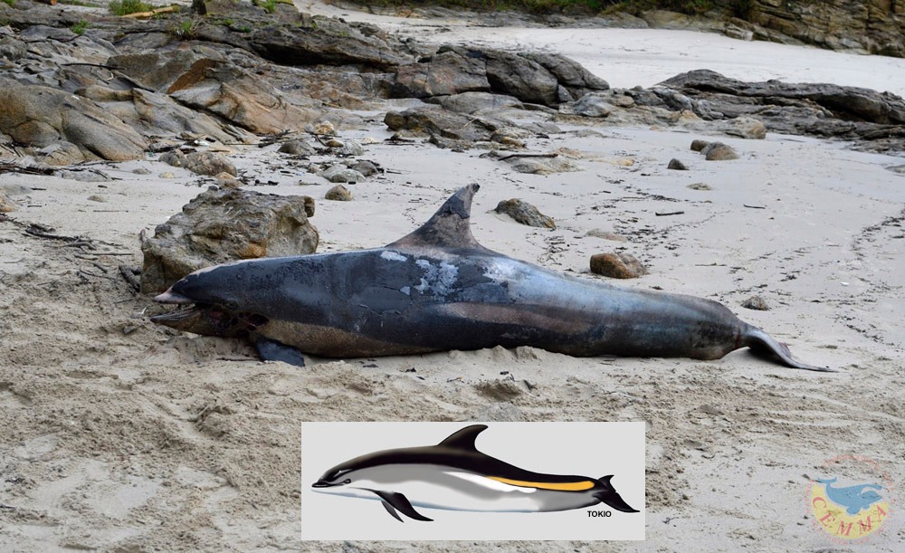 Apareceu en Fisterra un golfiño de flancos brancos (Lagenorhynchus acutus), especie do Atlántico norte e moi rara en Galicia. O último individuo aparecera en 2004.
No debuxo de Alfredo apreciase mellor a súa coloración. Como é habitual, colléronse mostras para diversos estudos.
