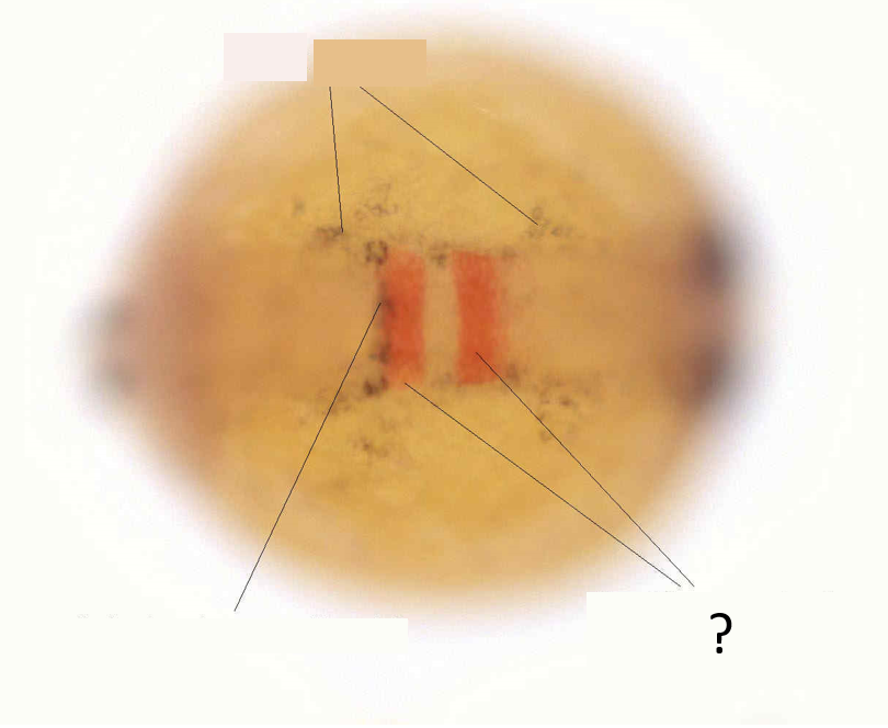 Zebrafish Rock! tweet media