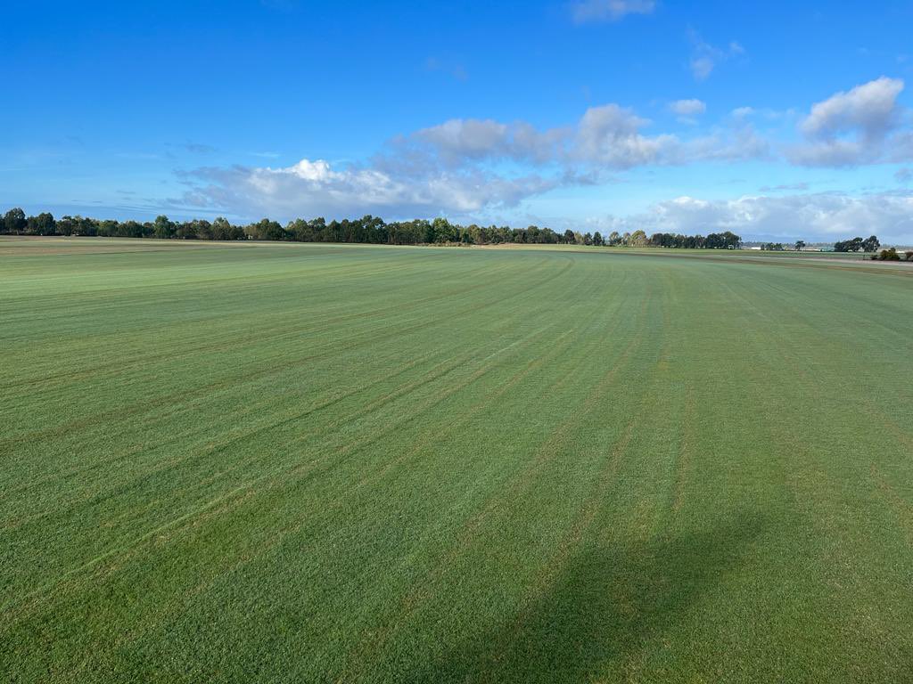 Novogreen_sod's tweet photo. Bermuda Celebration Certificada (ITGAP) arena (@USGA) en Comporta 
#Bermuda #CespedNatural #Novogreen #Green 
👉👉👉 https://t.co/ZVPrrrnv2a https://t.co/cv3lUxE4fp