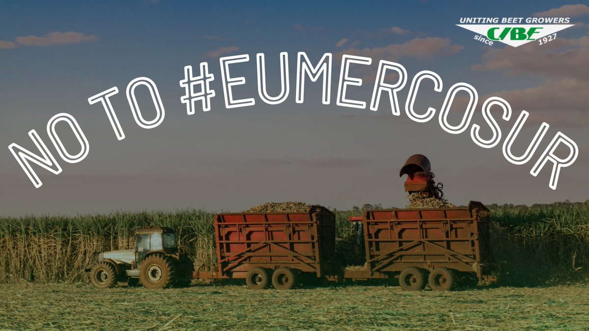 It is still a clear NO from #SugarBeet growers regarding the #EUMercosur agreement because the competition is unfair !
EU rules to protect environment, biodiversity & health are getting stricter, while tools available to EU farmers are decreasing = higher risks & costs for them🧑‍🌾