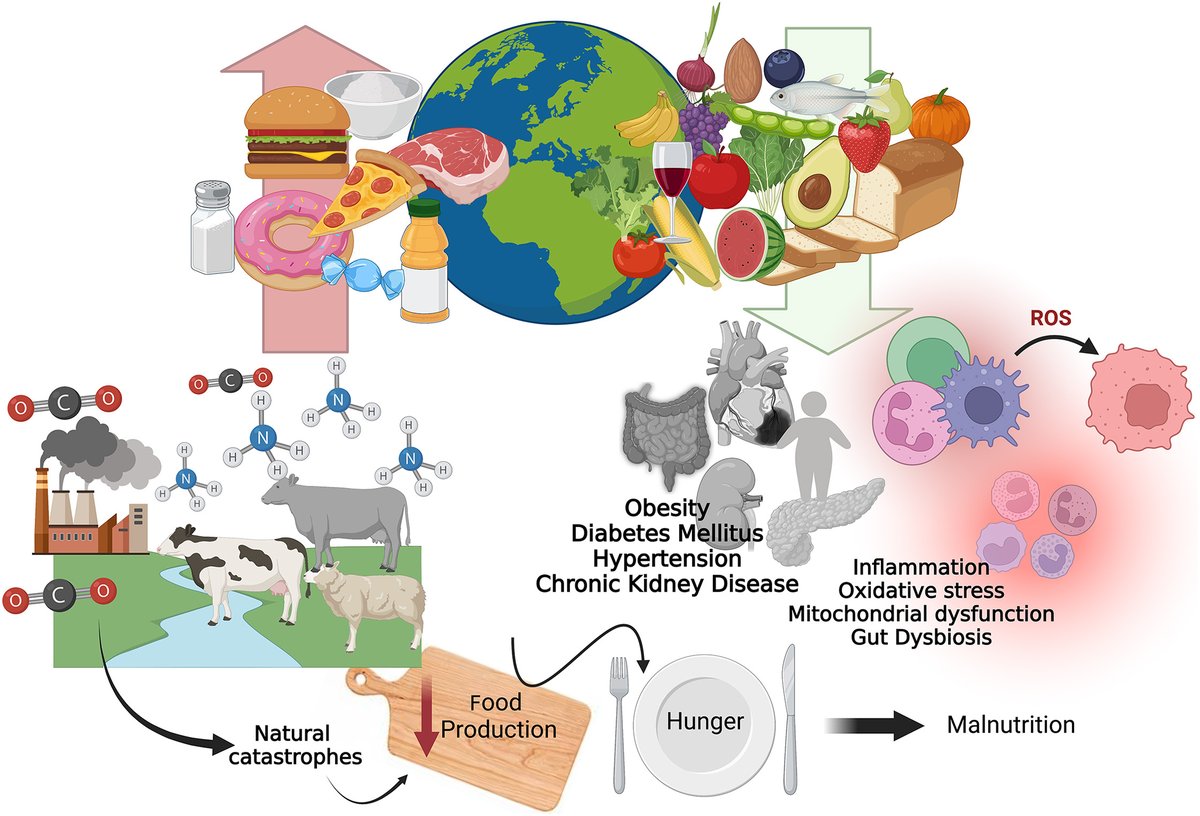 Planetary Health, Nutrition, and Chronic Kidney Disease: Connecting the Dots for a Sustainable Future

jrnjournal.org/article/S1051-…