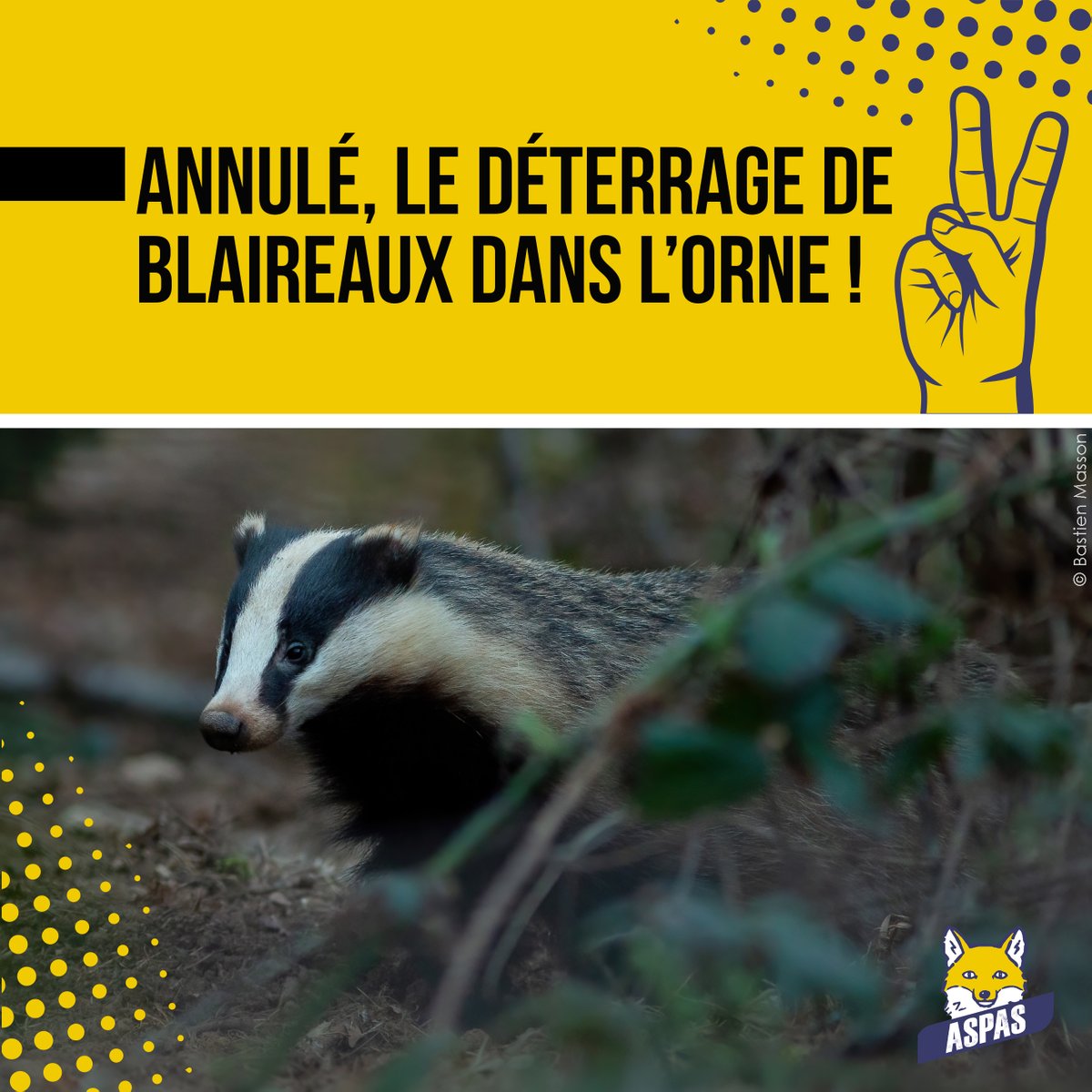 ASPASnature's tweet photo. À la lumière des nombreux arguments fournis par @aspasnature, @avesfrance et @onevoiceanimal, le juge livre une décision de fond étoffée qui renforce encore plus notre jurisprudence contre le déterrage des blaireaux 💪
https://t.co/77EZuPCqI8 #StopDeterrage #JaimeLesBlaireaux https://t.co/JhoWaOuslY