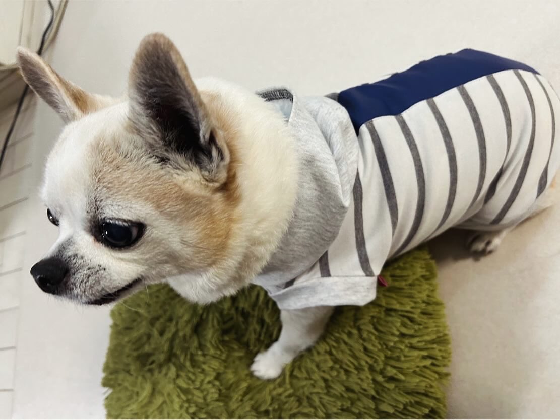kei_bornfrom's tweet photo. #犬服

お友達ワンコ君が着こなしてくれてて
ハイテンションな私…😍
モデルが良くて助かる🤩✨

#keisakura #likeme #ハンドメイド
#ドッグウェア #布小物 #チワワ
#トイプードル https://t.co/NaO6lMXDnW