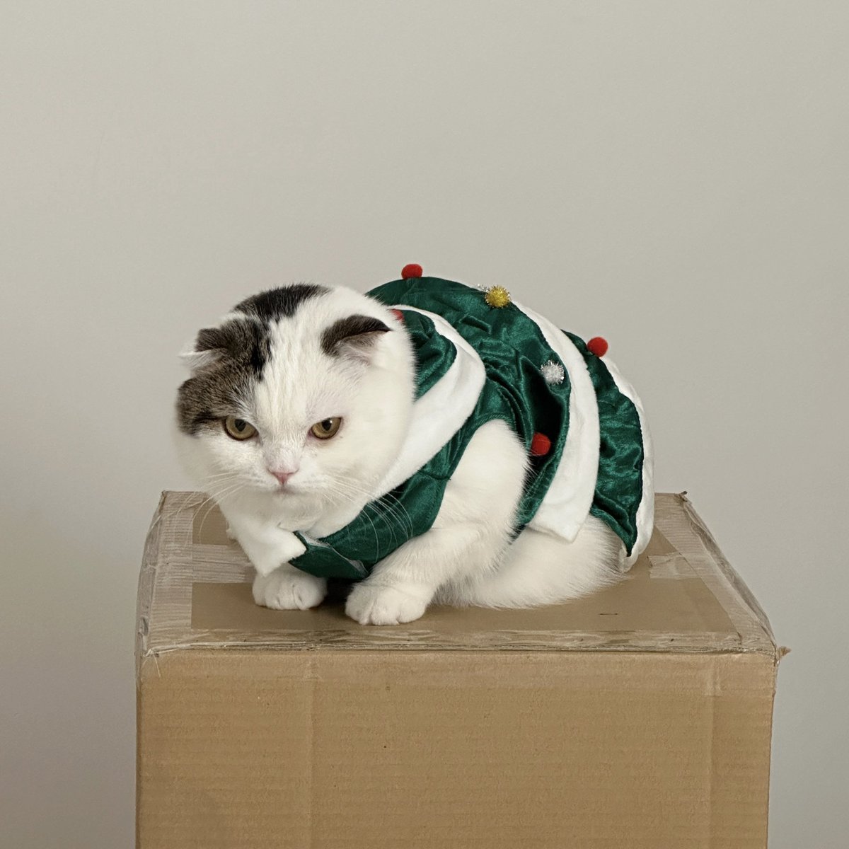 ต้นคริสต์มากปีนี้หน้าตาแปลกมากๆ