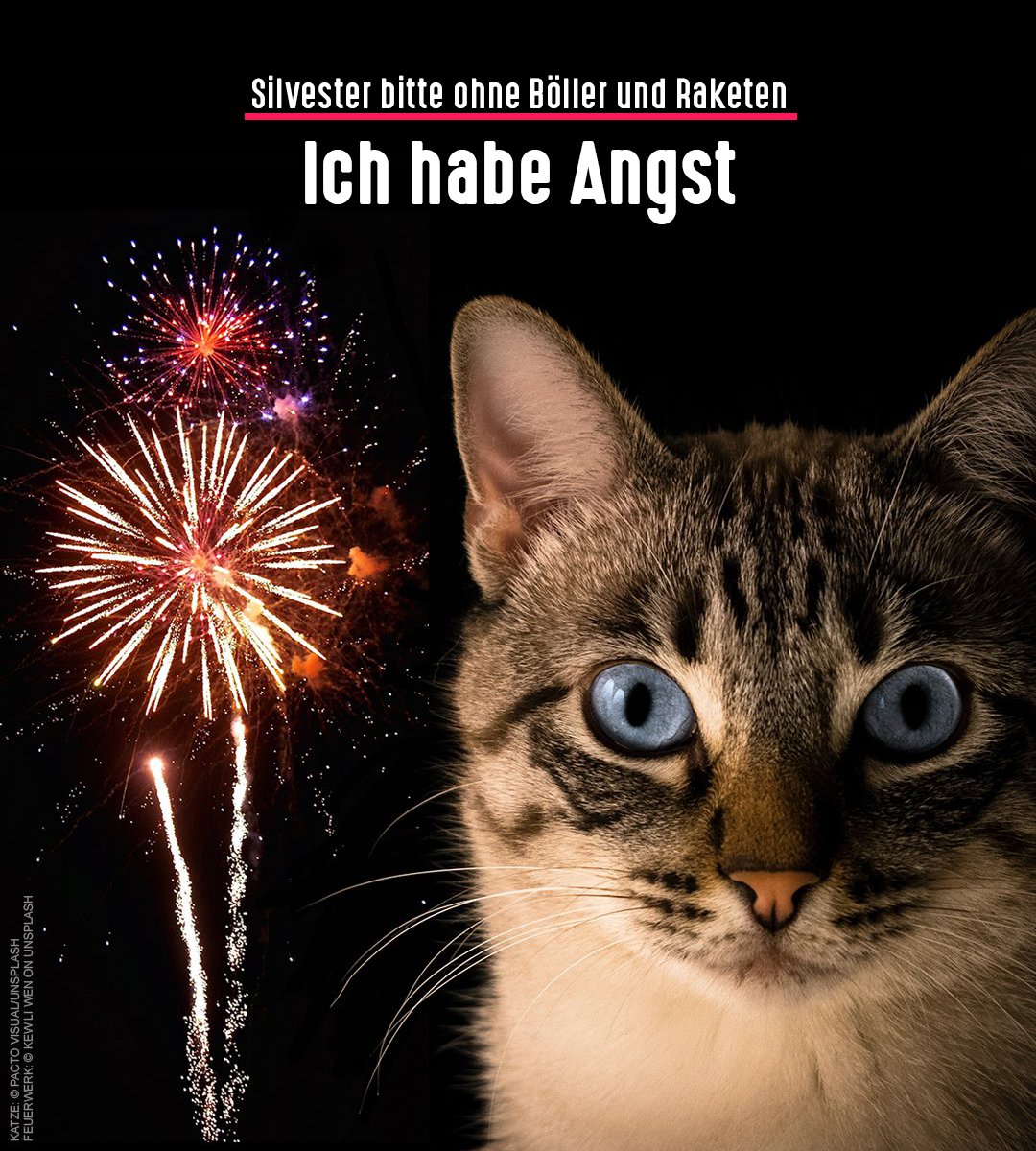 Raketen und Knaller an #Silvester lösen bei vielen Tieren Stress, Angst oder sogar Panik aus. Mit der <a href="/Umwelthilfe/">Deutsche Umwelthilfe</a> und weiteren Organisationen fordern wir von <a href="/NancyFaeser/">Nancy Faeser</a> ein Verbot der privaten Böllerei.

Unterstützt uns &amp; unterschreibt hier ✍️ mitmachen.duh.de/boellerfrei/

Danke ❤️