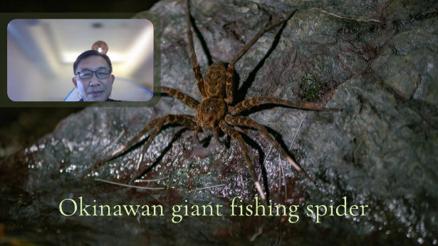 Récemment, j'ai mis en ligne deux vidéos sur des araignées d'Okinawa, sous-titrées en français et en anglais, avec des intervenant(e)s super intéressant(e)s! C'est un projet qui a commencé il y a maintenant deux ans, et j'aimerais beaucoup pouvoir leur donner plus de visibilité⬇️