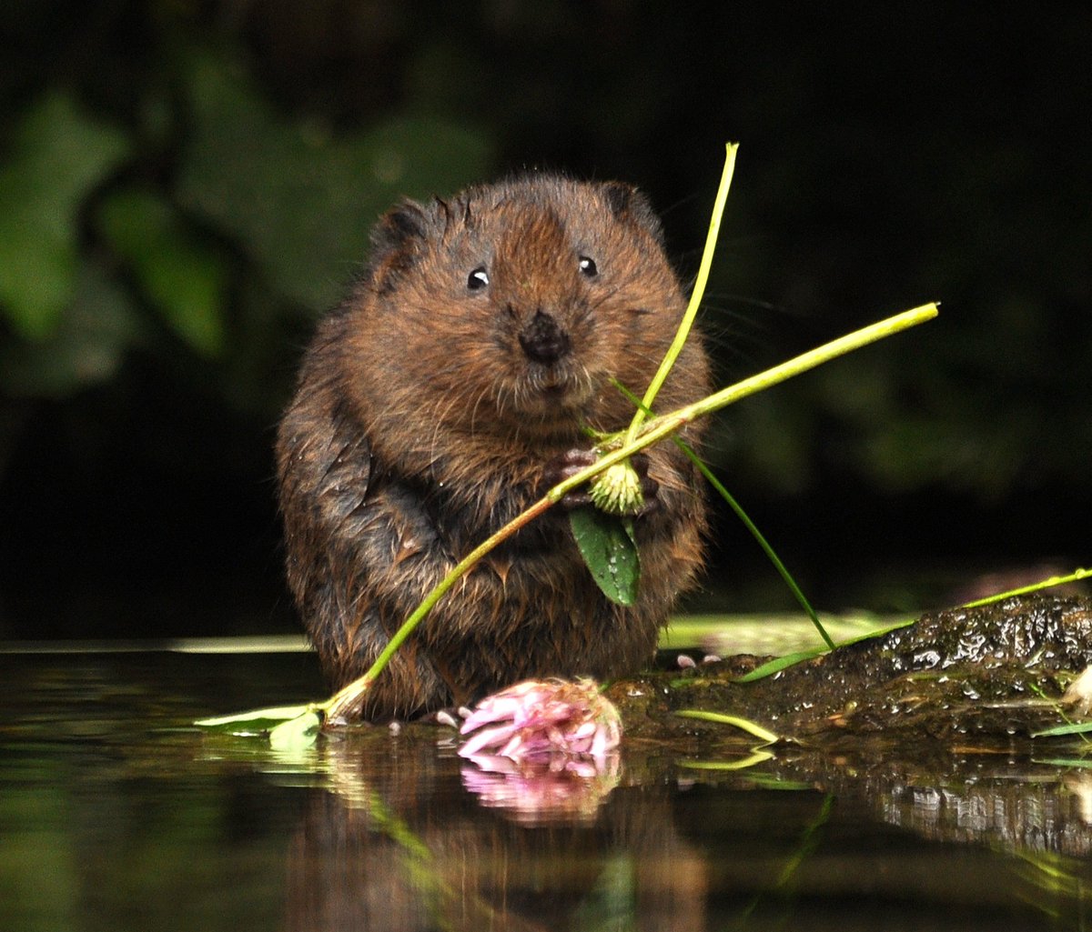 Double your donation to help protect one of our most vulnerable mammals. When you donate to our appeal this week through the @BigGive your gift will go twice as far. One donation, twice the impact 🎁🎁 Help water voles today 👉 donate.biggive.org/campaign/a0569… 📸Samib123 | Shutterstock