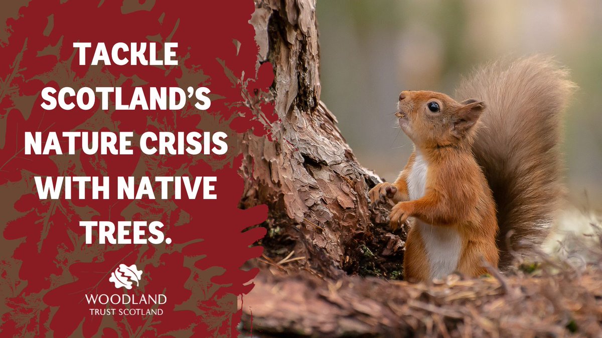 5 ways to tackle the nature emergency with #NativeTrees - a 🧵 

Here are our top recommendations for @scotgov on its delivery plan for biodiversity.
Please use this thread to inspire your own response to the consultation.

🔊 Stand up for nature & make your voice heard. 
1/7