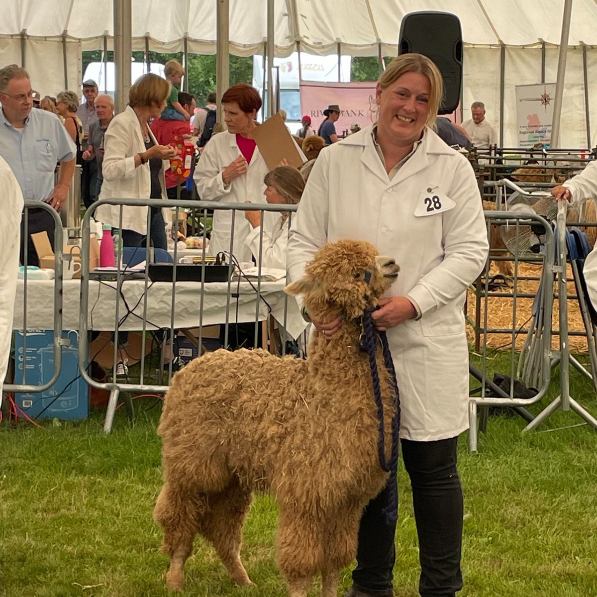 Meet Annabell, she is originally from Sussex but has been in Dorset for over 20 years now. Annabelle has 4 crazy alpacas a young cat and a new horse. She also feeds and films hedgehogs in her garden... so just a mad animal lover 😁. To read more  buff.ly/3sIHyU2