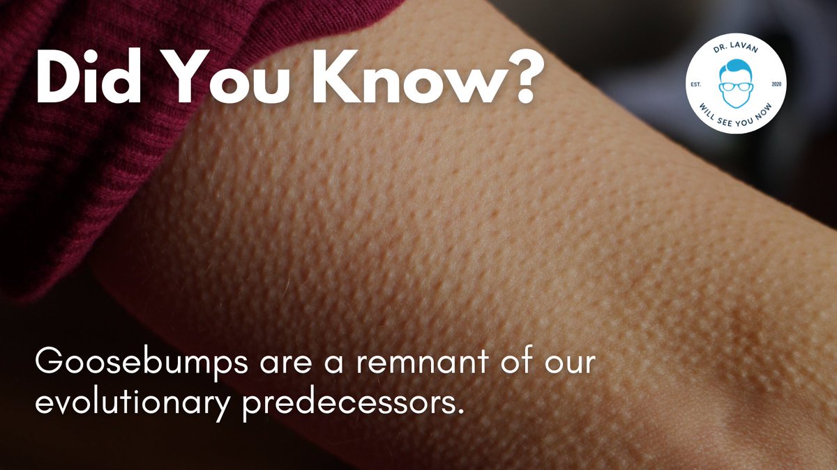 #DidYouKnow goosebumps are a remnant of our evolutionary predecessors? They happen when tiny muscles around each hair's base contract to make the hair stand up. When our bodies were more hairy, this would have warmed us up and also made us look bigger and more intimidating.