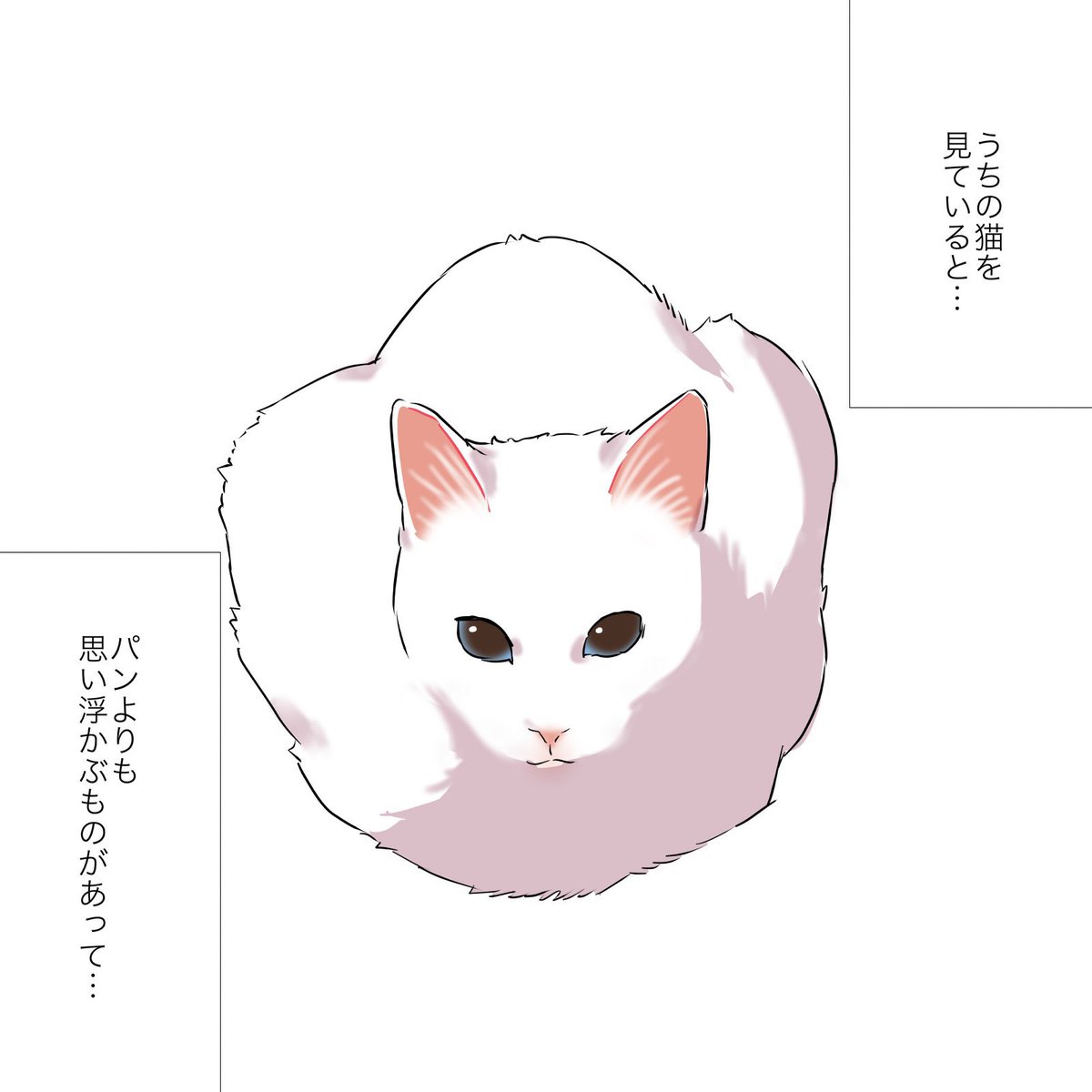 飼い猫を見てるとお腹が空いちゃう話(2/2) #漫画が読めるハッシュタグ #愛されたがりの白猫ミコさん