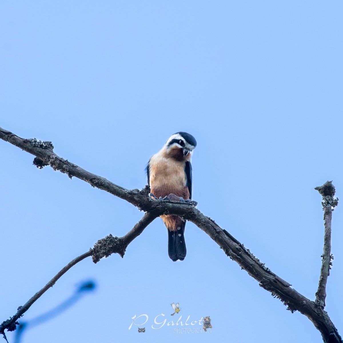 pg_photographie's tweet photo. Collared falconet
Smallest #raptor in India
#Corbett TR
#Birding #Birdingphotography #birds #birdphotography #birdwatching #birdwatchers #birdsofharyana #IndiAves #BirdsSeenIn2023 #waders #BirdsOfTwitter #bbcwildlifePOTD
#BirdsofHaryana #avibase
#IndianBirds #nikonphotography https://t.co/AT8VpmIVeH