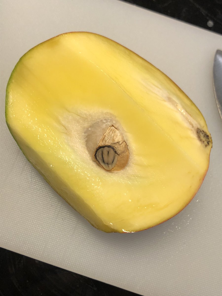 Ayo who’s hiding in my mango?? 🤨