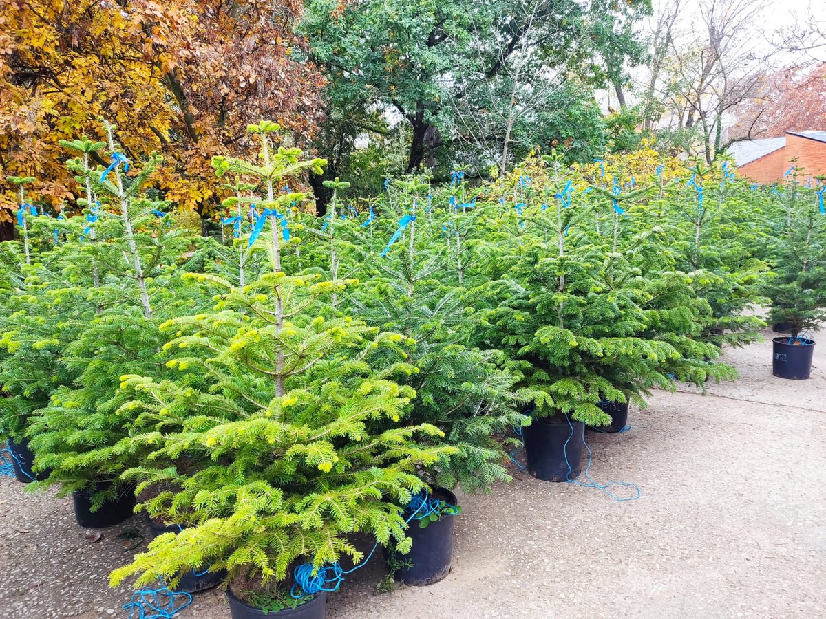 🌲Abetos naturales para apostar por la sostenibilidad en Navidad: con motivo de las fiestas navideñas, ha regresado a la #UPM la venta de abetos naturales por parte de los estudiantes de <a href="/MontesUPM/">ETSI de Montes, Forestal y del Medio Natural</a>. Te damos toda la información en nuestro blog: upm.es/e-politecnica/…
#somosUPM