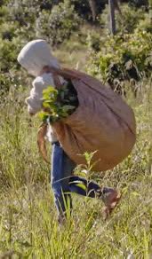 El trabajo infantil sigue siendo un desafío en América Latina y el Caribe, con 8,2 millones de niñas, niños y personas adolescentes en esta situación (OIT-UNICEF, 2021).  

¡Poner #FinAlTrabajoInfantil! 
No al trabajo infantil en la tarefa de yerba #mate #DiaNacionalDelMate