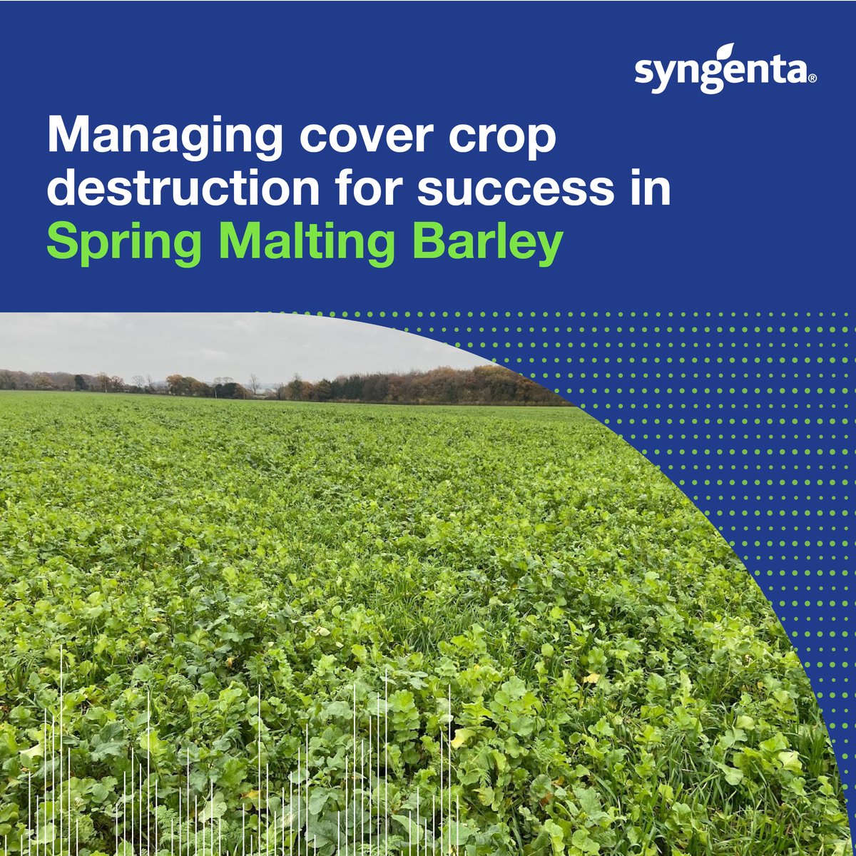SyngentaUK's tweet image. Are you gearing up for your 2024 #springbarley crop? 🤔 When deciding on the best method &amp;amp; timing to destroy your cover crop, there are a few things to consider to help optimise spring barley establishment 🌾 Read our latest article to find out more 👉 syngenta.co.uk/managing-cover…