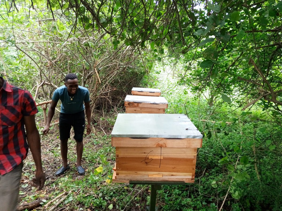 UgandaHive's tweet photo. 🐝🐝A Beginner Beekeeper Starts Their Journey Today.Beehives | Installation Available Dial 0759 665 604\ 0778 805 123 We Offer Site Visits and Ready Market For Farmer's Honey🍯🍯 https://t.co/ekfacFITLt