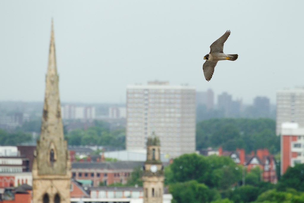 RSPB_Stockport's tweet photo. Greater Manchester Hidden Wildlife! 🏙️
Our next indoor meeting is on the 11th of December. David Winnard will tell us all about the wildlife that Manchester has to offer.
Stockport Masonic Guildhall, SK1 3UA, 7.30 P.M.
https://t.co/YQZTL9Wnz1 https://t.co/Two7VpoPLx