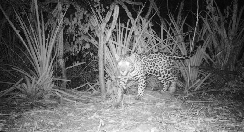 Jaguar recorre La Guajira en zonas rehabilitadas y compensadas de Cerrejón laguajirahoy.com/medio-ambiente… vía <a href="/laguajirahoy/">La Guajira Hoy</a>