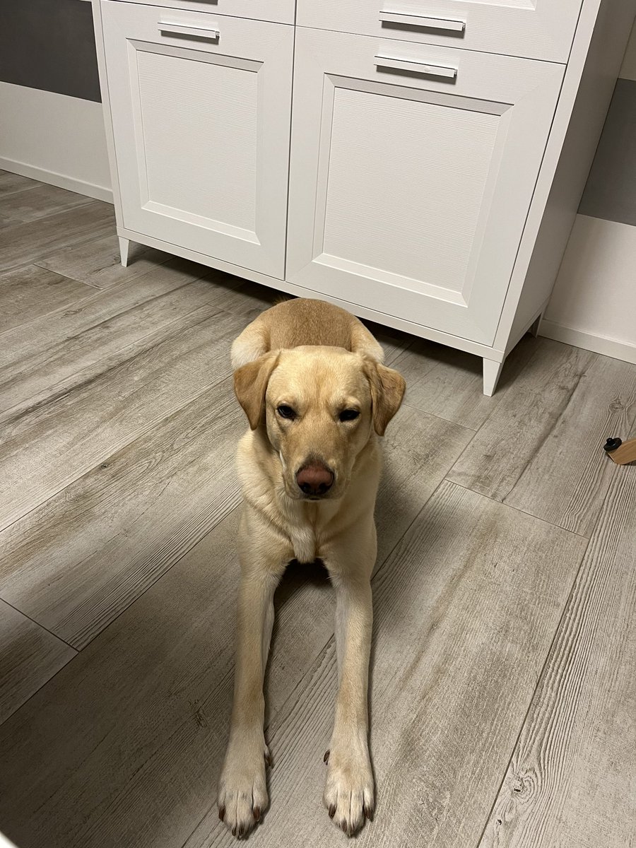 Gianmarco Ferrazzo tweet media