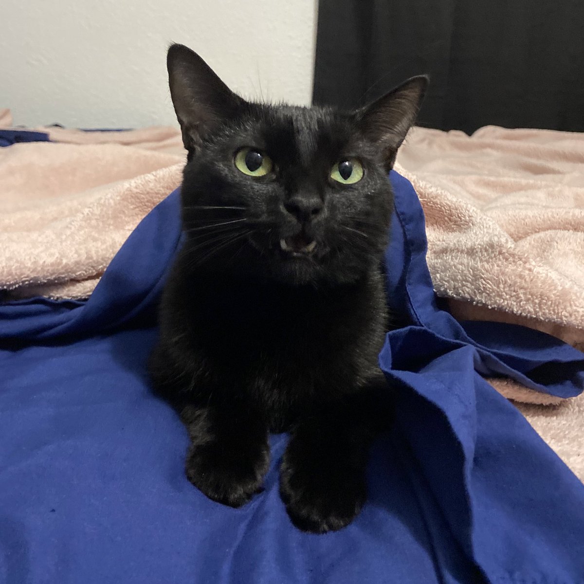 munchie & marley 🐾 tweet media