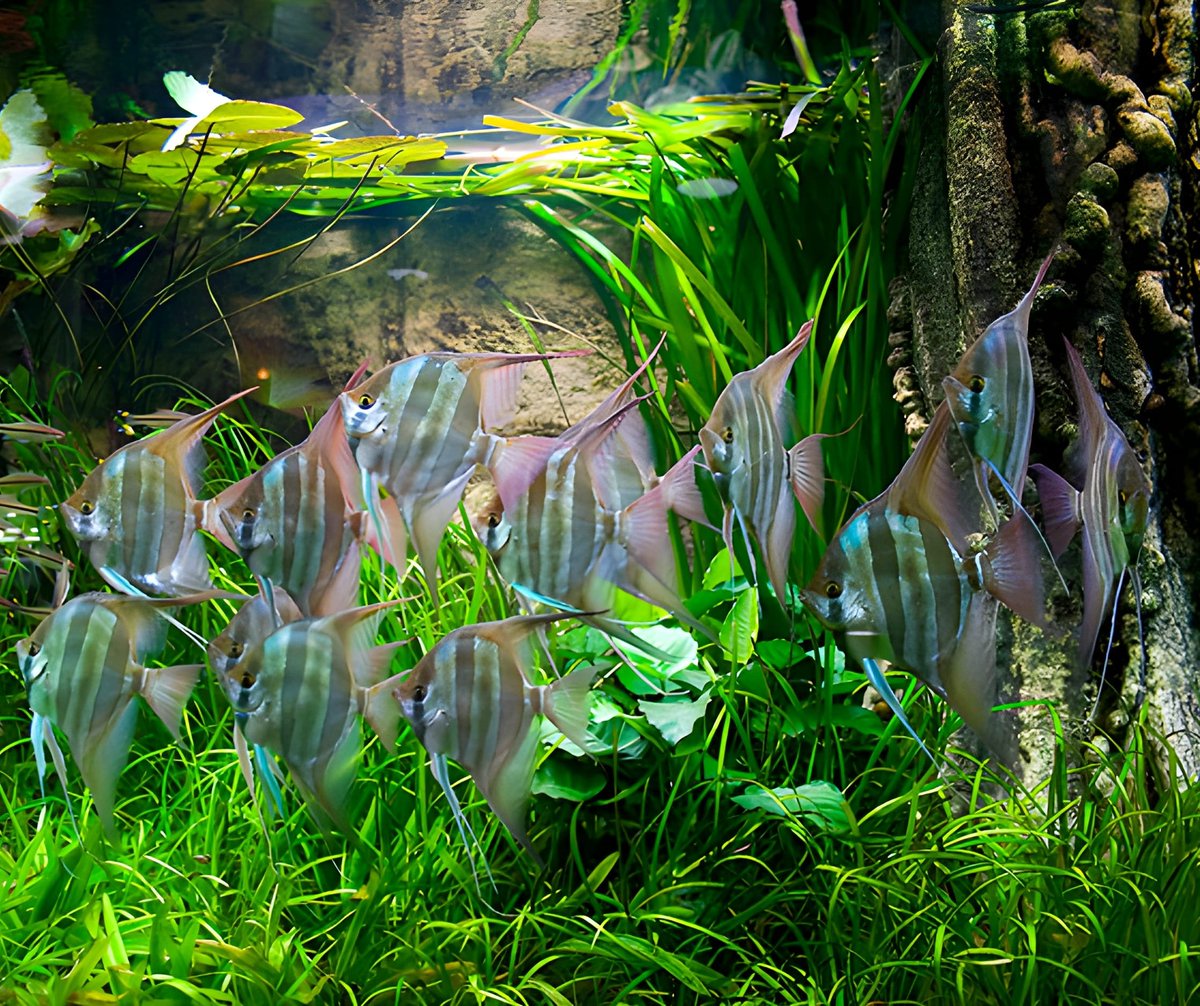 olivermknott's tweet photo. XXL Altum in a 4k liter planted tank 🐠🍀
#altumangelfish #altum #scalare #aquarebell #fertilizer #aquascape #aquarium #aquascaping #aquariumhobby #aquariumtank #aquariums #akvaryum #aquariumfish #instafish #tropicalfish #aquatic #aquaticlife #fishtank #fishkeeping #freshwaterfish #freshwater #aquaticplants #natureaquarium #hardscape