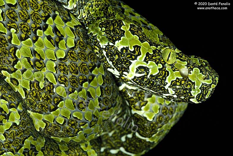 Danté Fenolio, Ph.D. tweet media