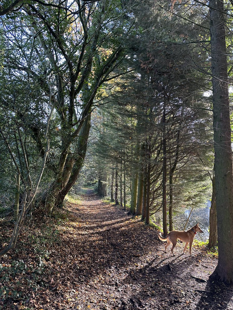 Twiggy Bigwood tweet media