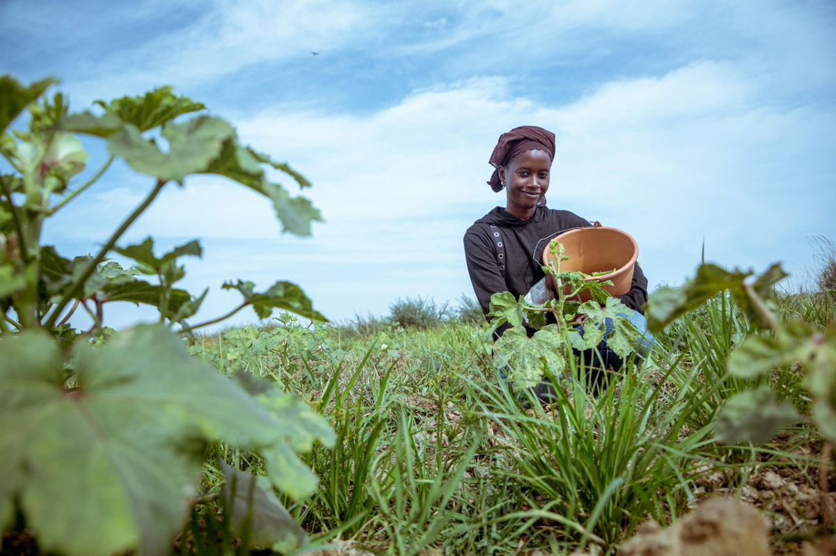 buyoya_olivier's tweet photo. Jour 2 de la tournée d’@ifc_fr & @BM_Afrique dans la vallée du Fleuve #Sénégal: Nous avons eu l’honneur d’être reçus par le réseau des #femmes agricultrices du nord #REFAN soutenu par @onufemmesSN qui nous ont exposé leur mission, réalisations & défis liés à la culture du #riz https://t.co/fjZzYxYYjV