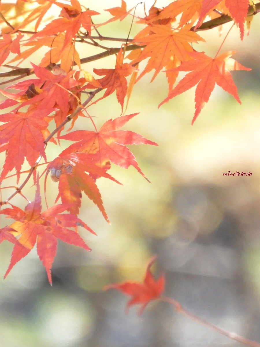 みなもにゆらぐ光が
もみじを照らす 🍃🍁✨
　
紅葉 (モミジ)
#JapaneseMaple #AutumnLeaves 
　
📸 Nikon COOLPIX A900 
#私とニコンで見た世界 
#写真で伝えたい私の世界 
#キリトリセカイ 
#Mikotography #coregraphy