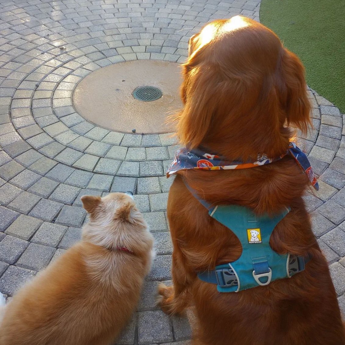 Levy Park tweet media