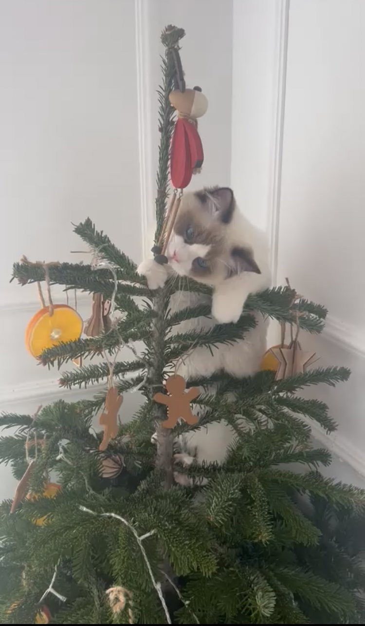 Cats eating fake christmas tree hot sale