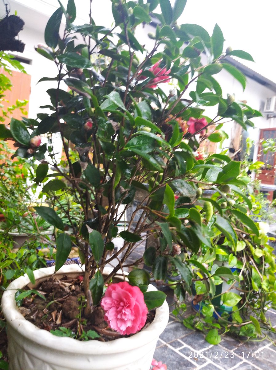 mùa hoa trà đến rồi các bác ơi