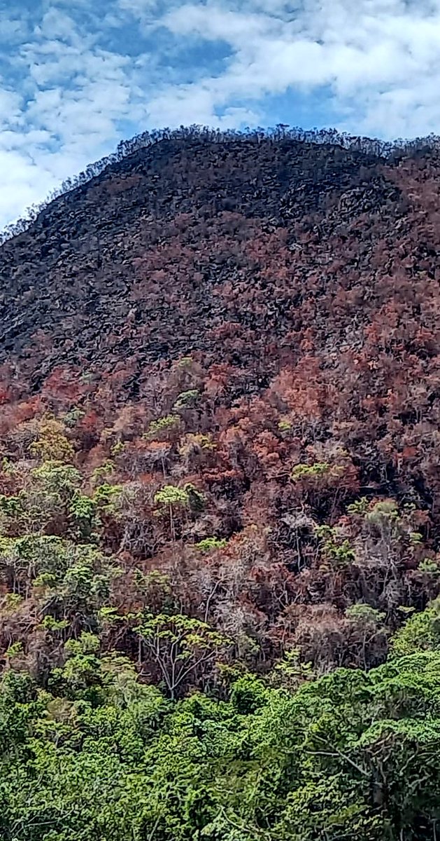 alexvillca's tweet photo. Es así como luce en la actualidad la Serranía de El Susse (La Paz), luego de que los #IncendiosForestales2023, dejaron en cenizas más de 3.5 millones de hectáreas de #Bosques en la #AmazoníaBoliviana y junto a ellos, más de 10 millones de #AnimalesSilvestres, perdieron la vida. https://t.co/thvdBxqTfM