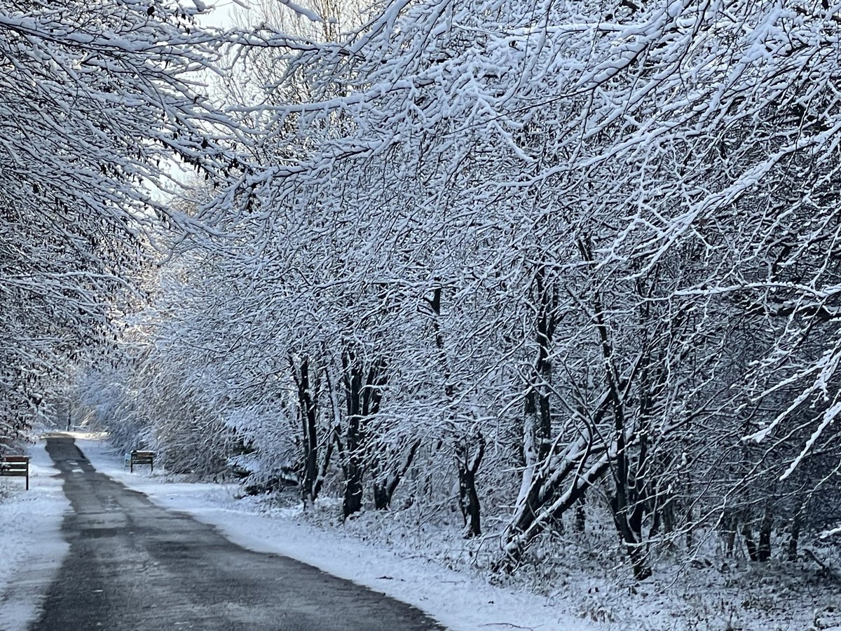 MalleyAndrew's tweet image. ⁦@DalbyFriends⁩ Snowy scenes in the forest over the last couple of days. Small numbers of Bramblings still around Adderstones and Haygate and Crossbills also in both areas.