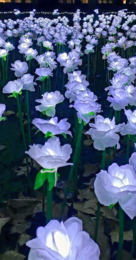 CallMeMissRoss's tweet photo. A stunningly meaningful installation for the Royal Marsden Cancer Charity. Poignantly beautiful illuminated roses that can be dedicated with a monetary donation.
The Ever After Garden at Grosvenor Square is a must see.
Wrap up,but the warmth in your❤ from seeing it may be enough https://t.co/aVfESWFtgU