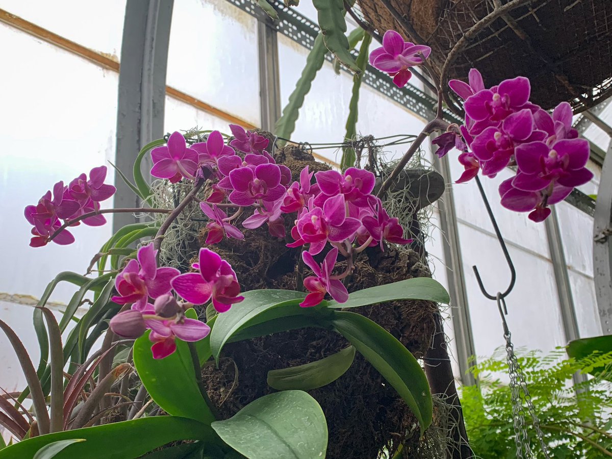 More photos! #orchid #orchidaceae #orchids #hibiscus #doublehibiscus #malvaceae