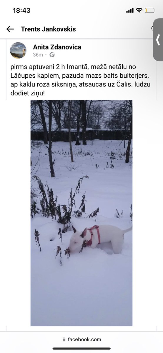 Ja gadījumā Imantā kāds mana mazu, baltu bulterjēru, lūdzu, lūdzu dodiet ziņu. 
Brāļa sunītis ir pazudis.