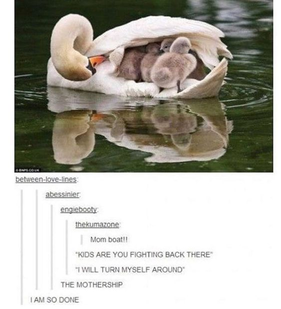 WholesomeMemes tweet media