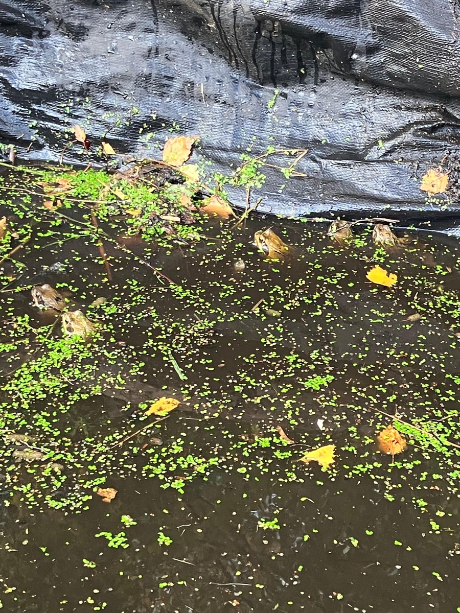 froglifers's tweet photo. Here are some recent #frog sightings from our #dementia friendly garden space in #Clapham! How many frogs can you spot?

#LeapingForwardForDementia @BandstandBeds https://t.co/hqFQZQ7bRm