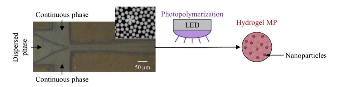 ASA_POMA's tweet photo. Researchers improved the ability to replicate the mechanical phenotype of cells for device calibration via low-density modulation of cell-like microparticles.  https://t.co/ofCrs13AJC

#acoustics
@claratandar @DraperLab @BrownUniversity https://t.co/DAeoYSsqIs