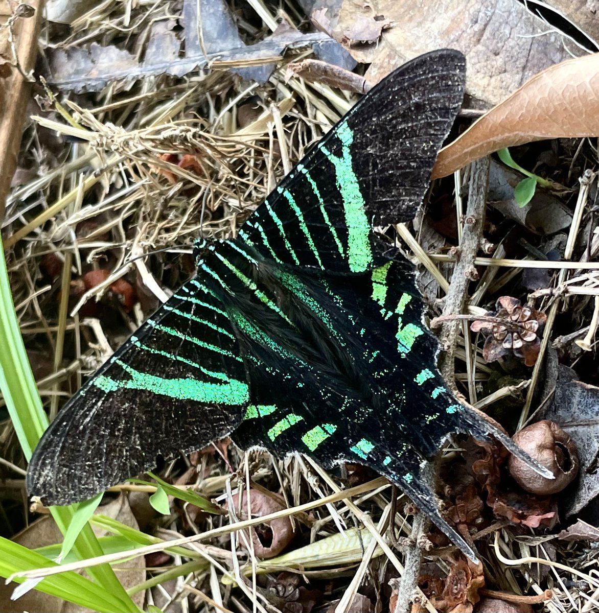 stacebird's tweet photo. Here we have a look at the stunning Urania fulgens, or the #Urania Swallowtail, a daytime #moth. If you live in #Bocas you’ve undoubtedly seen the steady flow of what looks like dark butterflies #migrating.
Support my cause creating young local Eco-Guides.
https://t.co/drKXwaQCS0 https://t.co/3F7VZtuy85