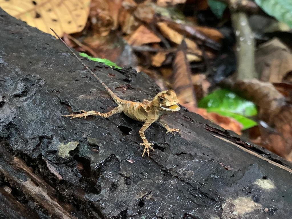 LabIkiam's tweet photo. The project aims to document terrestrial vertebrates through photographs and audio and video recordings, and, to do molecular identification of species through DNA barcoding and Nanopore sequencing. https://t.co/GF0Cc0RHSL