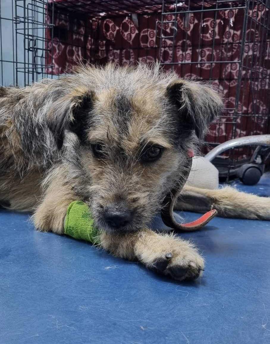 SadiesDogRescue's tweet photo. 🩵 #Hectar Update 🩵

We found this poor boy by the side of the road, hit by a car, frozen to touch, the following 24hrs were critical. I’m so pleased to say that Hector seems to be doing well, past the first 24 hours. 🙏🤞🎉

Pls share 🙏🧵 1/5...

#thursdayvibes 
Best Christmas https://t.co/WzvFhlMdBL