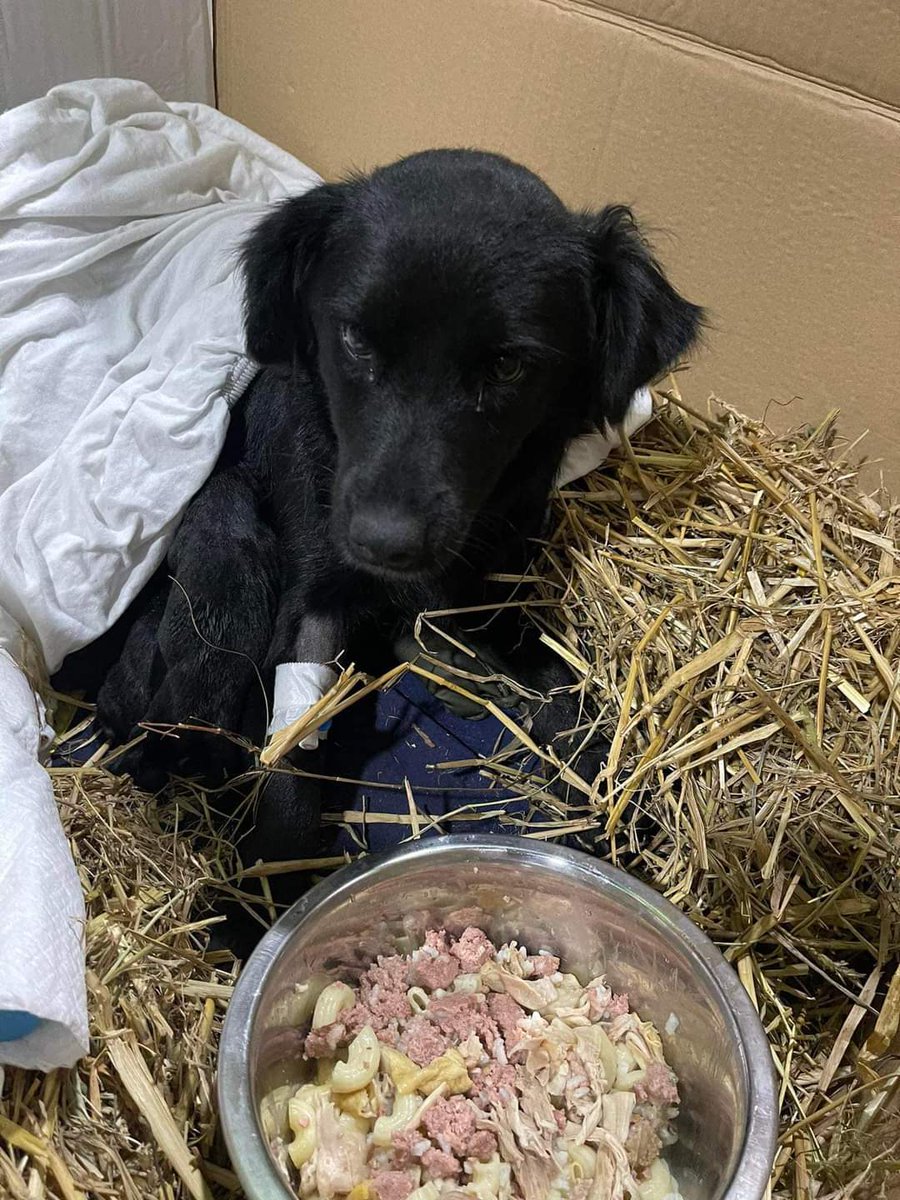 SCD_Rescue's tweet photo. 1/4
‼️URGENT APPEAL‼️

The heartbreaking reality of winter for street dogs.

Over the last couple of days we have been fighting to save a heavily pregnant mum off the streets. She had her first pup, which had sadly froze after having nowhere warm or safe to go.

continued..... https://t.co/JqRh1Y1nqU