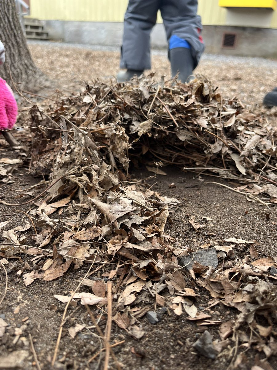Summer Henry (@msmalcolm_s) on Twitter photo 🌲 Today, Kinder D dived into the world of hibernation, creating their outdoor cozy dens with so much excitement! 🍂 #ocsbkindergarten <a href="/StLeonardOCSB/">St. Leonard School</a> 🌲 Today, Kinder D dived into the world of hibernation, creating their outdoor cozy dens with so much excitement! 🍂 #ocsbkindergarten <a href="/StLeonardOCSB/">St. Leonard School</a>