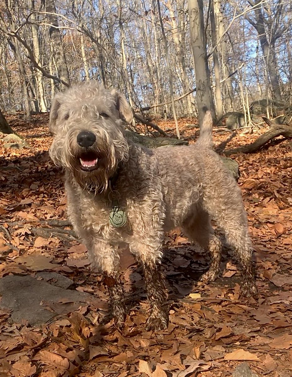 Decided to blend the boots &amp; beard today - hope it’s not too Matchy Matchy!
#wheatenterrier #boots #dogsofx #matchymatchy