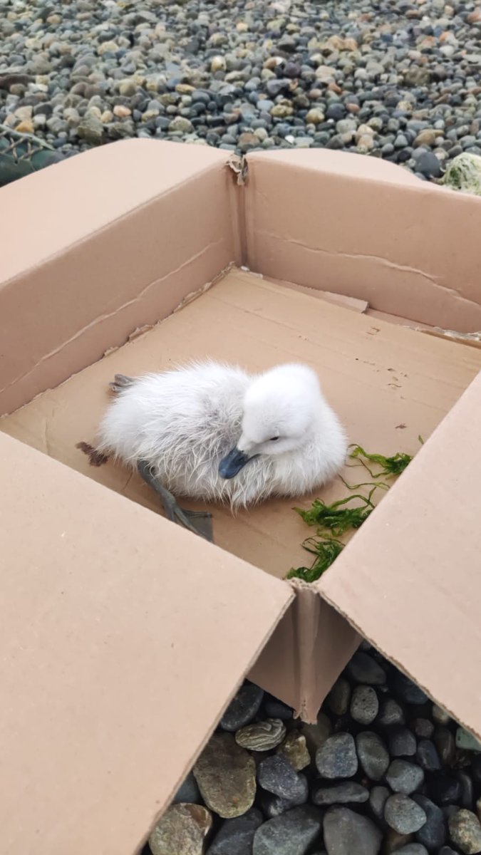 El día Lunes rescatamos a este polluelo de cisne el sector de Tenten.

Lamentablemente el polluelo fue entregado al <a href="/sagchile/">SAG</a> quienes no cuentan con un protocolo debido a la  gripe aviar para hacer cuarentena y  reinsertarlo, por esto mismo se nos comunico que se sacrificaría...
